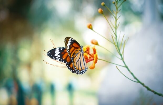 Botanical Garden Butterfly Walk