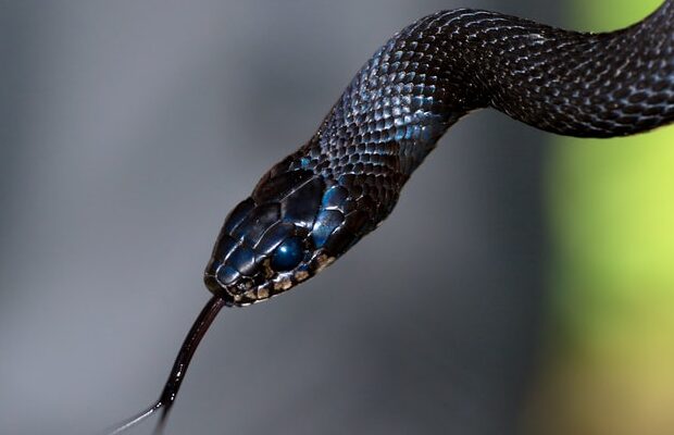 Celebrate “World Snake Day” with the Wildlife Center of Virginia