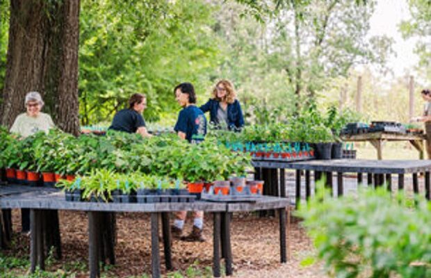 Fall Plant Sale at the Thomas Jefferson Center for Historic Plants