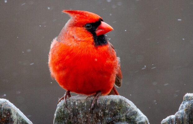 Create a Bird-Friendly Yard with the Piedmont Master Gardeners