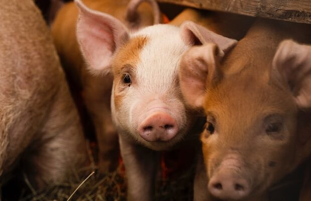 Hogs & Kisses Farm Sanctuary